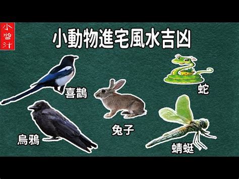 鳥飛入屋|【家裡出現鳥】家裡鳥進來有什麼好兆頭？自來鳥寓意大公開！